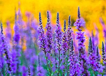 掐头去尾 《魔咒之地》宣传片引用评测方式太离谱